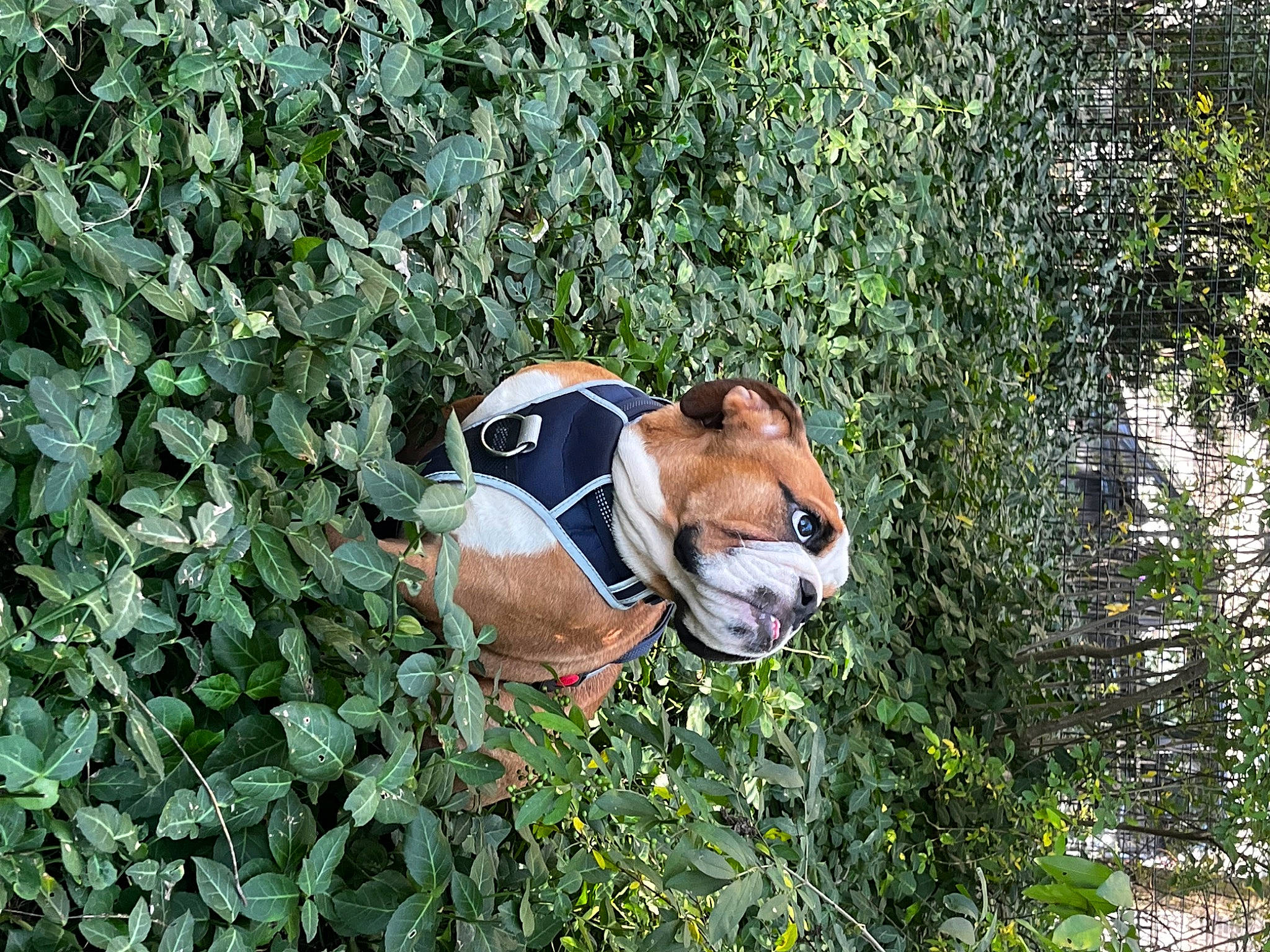 Rico joined the competition — help win amazing prizes! canidae, carnivore, companion_dog, dog_breed, fawn, grass, groundcover, hat, herb, landscape, lawn_ornament, plant, recreation, shrub, snout, sporting_group, sunglasses, terrestrial_animal, tree, working_animal