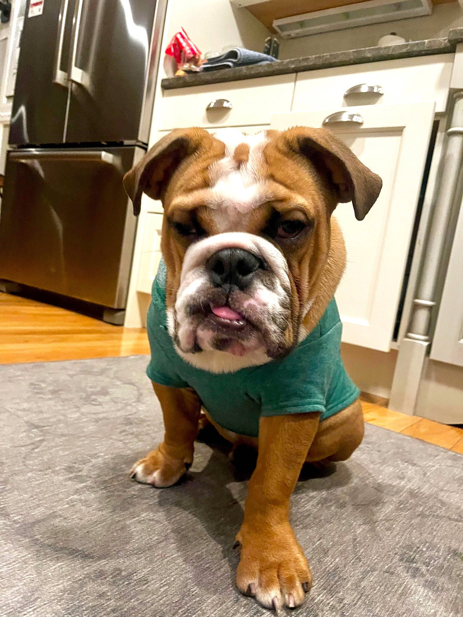 Rico joined the competition — help win amazing prizes! ancient_dog_breeds, bag, bulldog, canidae, carnivore, companion_dog, dog, dog_breed, dog_collar, fawn, flooring, luggage_and_bags, molosser, non_sporting_group, snout, sporting_group, white_english_bulldog, working_animal, working_dog, wrinkle
