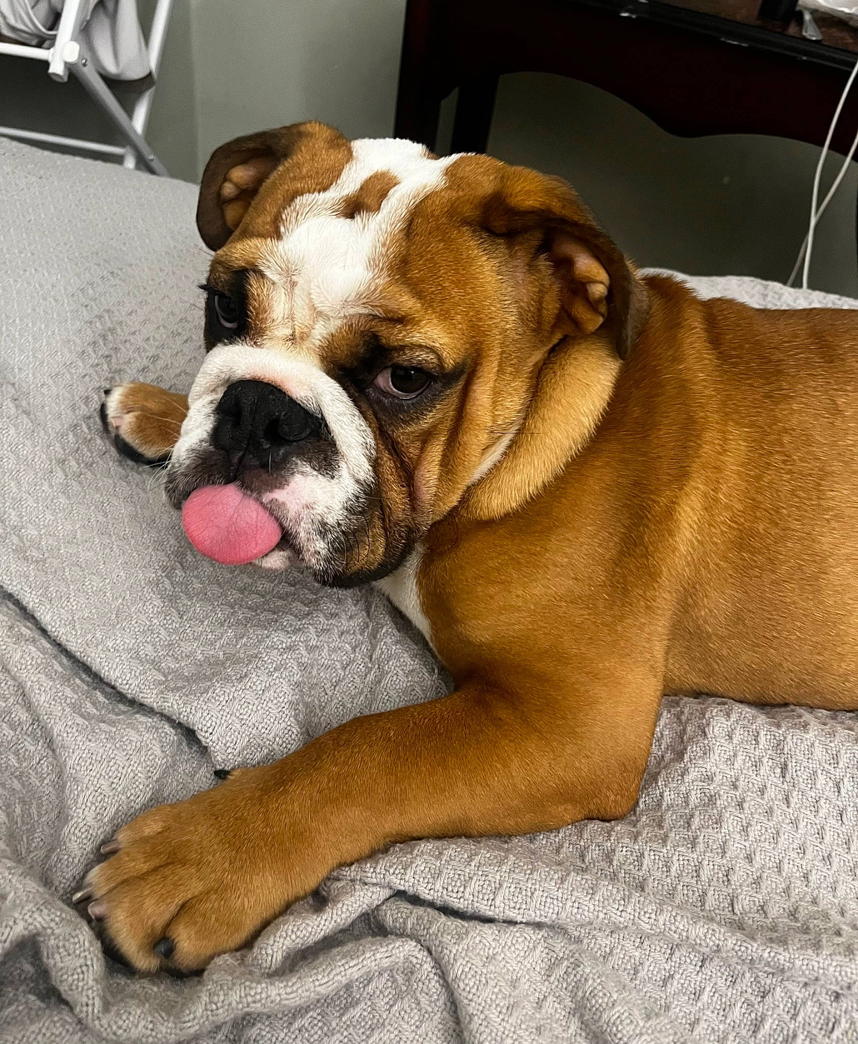 Rico joined the competition — help win amazing prizes! bulldog, canidae, carnivore, comfort, companion_dog, dog, dog_breed, fawn, flooring, fur, liver, molosser, paw, snout, sporting_group, terrestrial_animal, whiskers, working_animal, working_dog, wrinkle