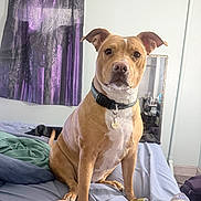 Sadie is registered to the contest to win money with this photo: dog, bed, indoor, curtain, mirror, collar, pet, brown_dog, white_chest, floor, blanket, person, sock, foot, furniture, room, reflection, ceiling, wall, relaxed