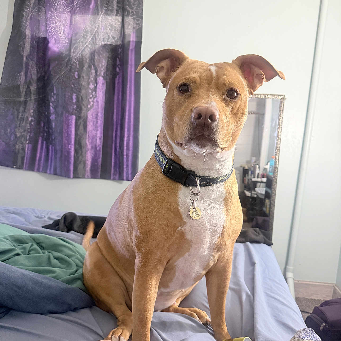 Sadie is registered to the contest to win money with this photo: dog, bed, indoor, curtain, mirror, collar, pet, brown_dog, white_chest, floor, blanket, person, sock, foot, furniture, room, reflection, ceiling, wall, relaxed