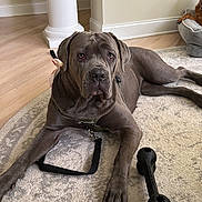 Georgia is registered to the contest to win money with this photo: dog, gray_dog, indoor, rug, chew_toy, pet, canine, floor, furniture, pillars, relaxed, animal, domestic, house, living_room, carpet, resting, leash, bed, companion