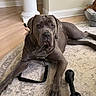 dog, gray_dog, indoor, rug, chew_toy, pet, canine, floor, furniture, pillars, relaxed, animal, domestic, house, living_room, carpet, resting, leash, bed, companion