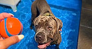 Georgia is registered to the contest to win money with this photo: animal, ball, blue, canine, dog, focus, fun, happy, leisure, outdoor, pavement, person_hand, pet, playful, pool, summer, sunlight, toy, waiting, water