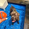 Georgia is registered to the contest to win money with this photo: dog, water, pool, toy, ball, pet, outdoor, playful, summer, blue, happy, canine, animal, person_hand, pavement, sunlight, focus, leisure, fun, waiting