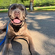 Georgia is registered to the contest to win money with this photo: animal, canine, close_up, dog, ears, greenery, happy, leash, lying_down, muzzle, nature, outdoor, park, pavement, pet, shadow, summer, sunlight, tongue_out, tree