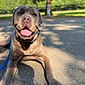 animal, canine, close_up, dog, ears, greenery, happy, leash, lying_down, muzzle, nature, outdoor, park, pavement, pet, shadow, summer, sunlight, tongue_out, tree