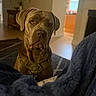 Georgia joined the competition — help win amazing prizes! dog, pet, indoor, harness, blanket, carpet, floor, furniture, home, cozy, portrait, brown_dog, canine, looking, animal, domestic, household, warm_lighting, relaxed, companion