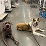 Georgia joined the competition — help win amazing prizes! aisle, animal, brown_dog, canine, companion, dog, dogs, floor, friendly, gray_dog, happy, hardware_store, indoor, laying_down, leash, pets, retail, shop, store_shelves, tongue_out