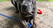 Georgia is registered to the contest to win money with this photo: dog, gray_dog, pet, canine, outdoor, brick_patio, leash, stick, paw, close_up, animal, resting, nature, greenery, fence, muzzle, ears, focused, domestic_animal, companion