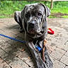 dog, gray_dog, pet, canine, outdoor, brick_patio, leash, stick, paw, close_up, animal, resting, nature, greenery, fence, muzzle, ears, focused, domestic_animal, companion