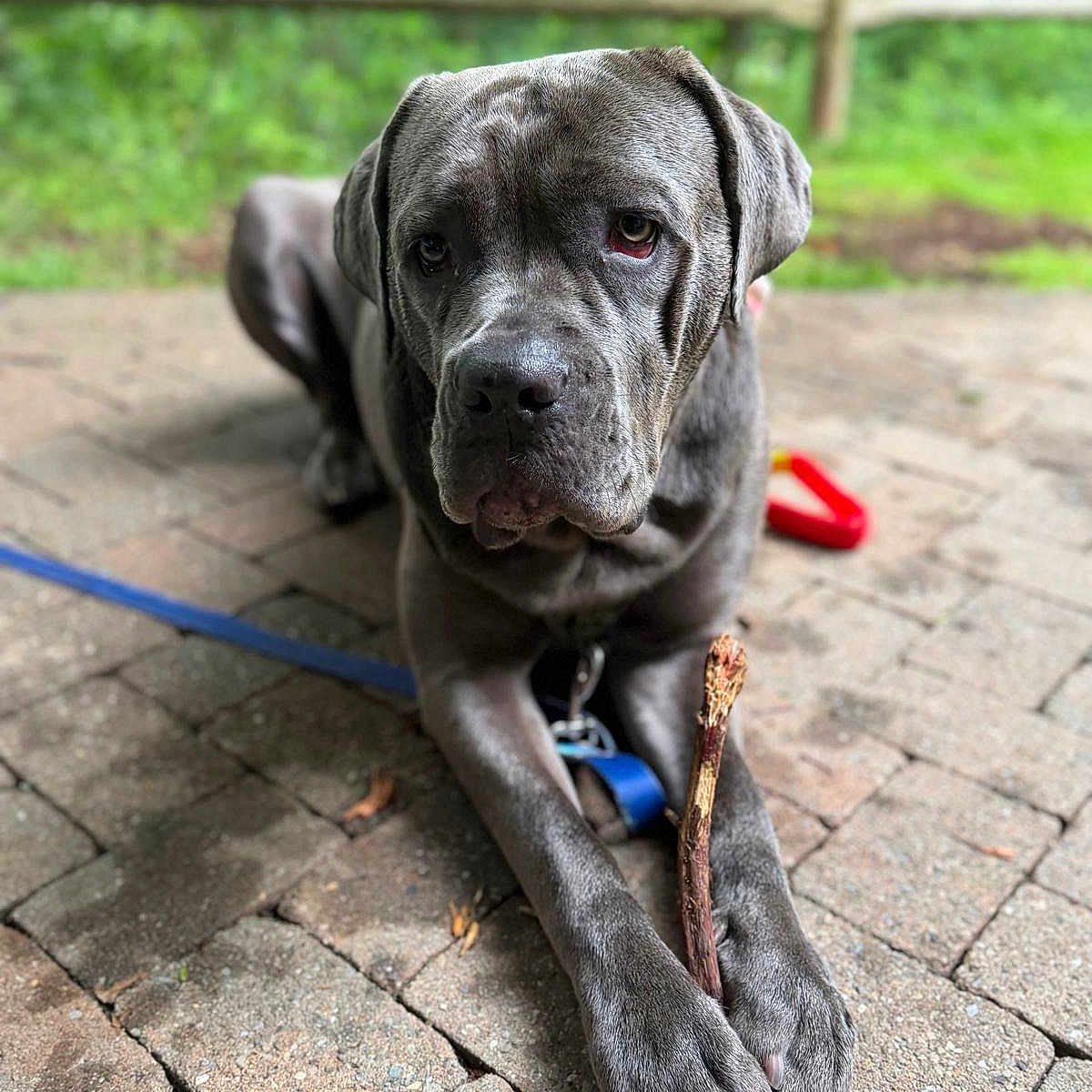 Georgia is registered to the contest to win money with this photo: dog, gray_dog, pet, canine, outdoor, brick_patio, leash, stick, paw, close_up, animal, resting, nature, greenery, fence, muzzle, ears, focused, domestic_animal, companion