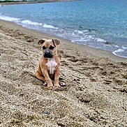 Maya participe au concours pour gagner de l'argent avec cette photo : puppy, dog, beach, sand, sea, water, waves, outdoor, animal, cute, pet, nature, sky, cloudy, shore, young_dog, sitting, calm, summer, daytime