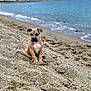 puppy, dog, beach, sand, sea, water, waves, outdoor, animal, cute, pet, nature, sky, cloudy, shore, young_dog, sitting, calm, summer, daytime