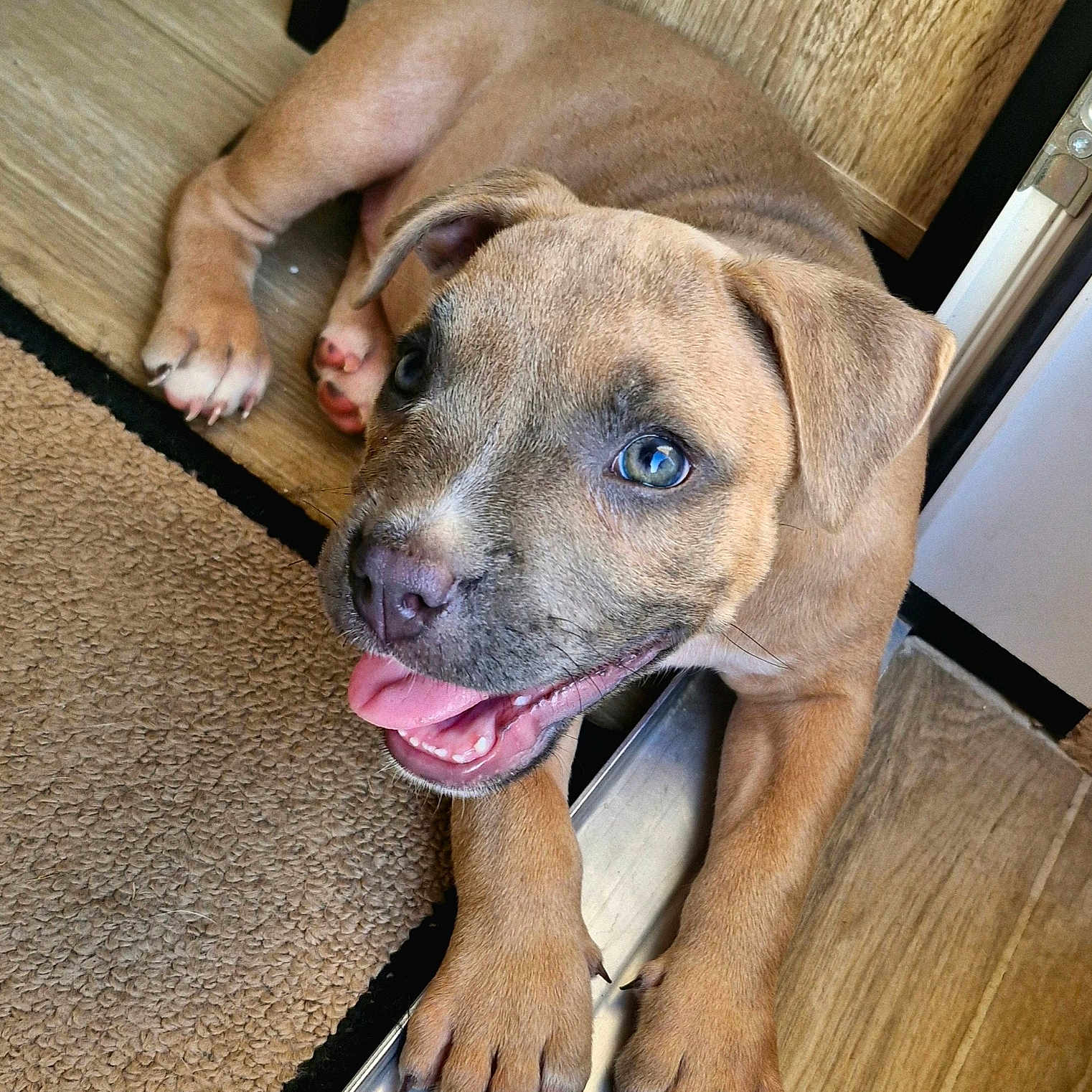 Maya participe au concours pour gagner de l'argent avec cette photo : animal, brown, canine, carpet, cute, dog, ears, floor, fur, happy, indoor, looking_up, nails, paw, pet, playful, puppy, snout, tongue_out, young