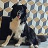 dog, black_and_white, sitting, indoor, floor, geometric_pattern, wall, pet, fur, canine, animal, happy, portrait, paw, tail, medium_sized_dog, fluffy, friendly, companion, domestic