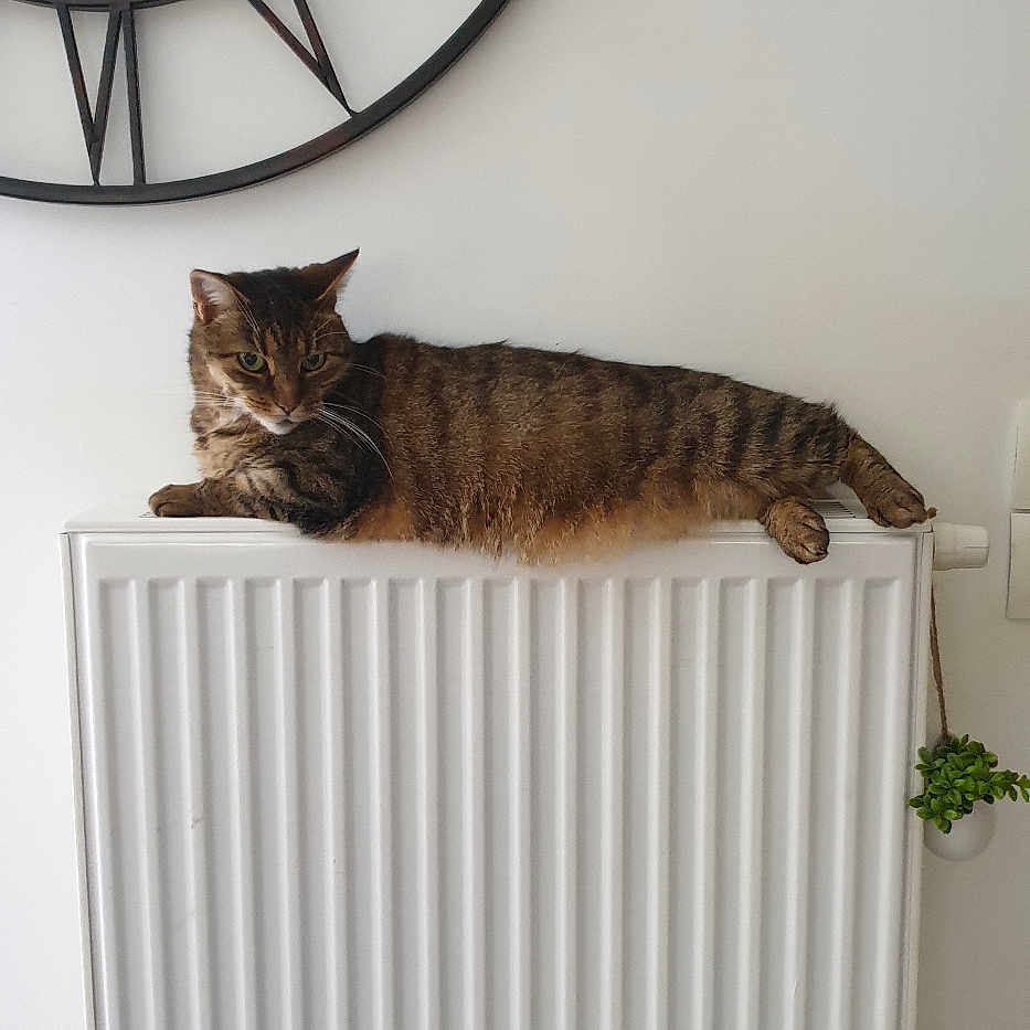 Micha a rejoint le concours — aidez-le/la à gagner de superbes lots ! analogclock, animal, appliance, cat, clock, couch, device, electricaldevice, furniture, hardwood, indoors, interiordesign, kitten, manx, pet, plant, pottedplant, radiator, wallclock, wood