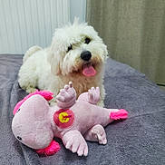 Alba participe au concours pour gagner de l'argent avec cette photo : dog, white_dog, fluffy, tongue_out, plush_toy, pink_toy, bed, blanket, indoor, radiator, curtain, pet, cute, playful, animal, soft_toy, resting, toy, cozy, fur