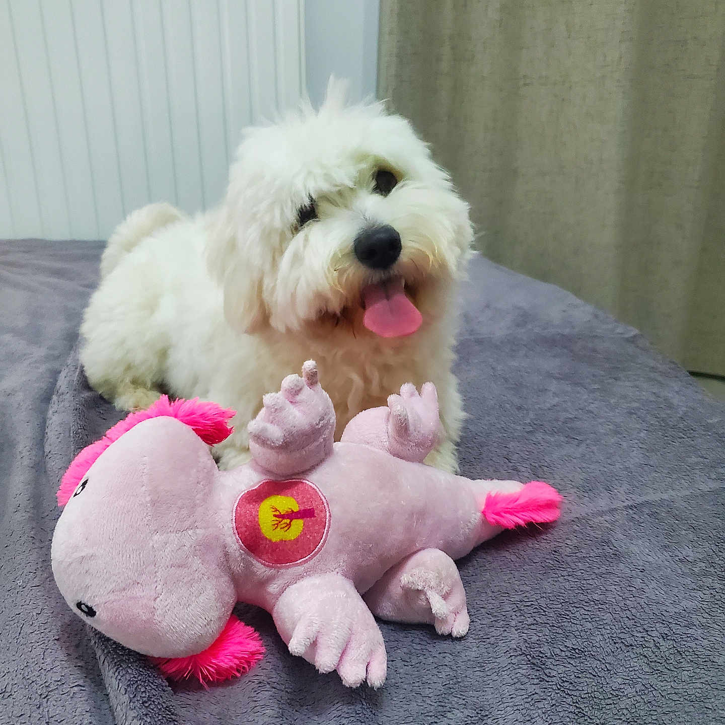 Alba participe au concours pour gagner de l'argent avec cette photo : dog, white_dog, fluffy, tongue_out, plush_toy, pink_toy, bed, blanket, indoor, radiator, curtain, pet, cute, playful, animal, soft_toy, resting, toy, cozy, fur