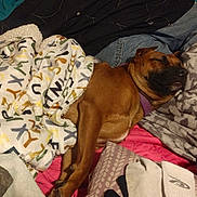 Little Girl is registered to the contest to win money with this photo: dog, sleeping, blanket, bed, clothes, pillow, brown_dog, indoor, relaxed, cozy, purple_collar, fabric, pattern, resting, pile, textile, fur, home, comfort, nap