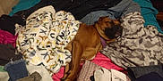 Little Girl is registered to the contest to win money with this photo: bed, blanket, brown_dog, clothes, comfort, cozy, dog, fabric, fur, home, indoor, nap, pattern, pile, pillow, purple_collar, relaxed, resting, sleeping, textile