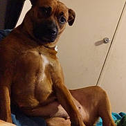 Little Girl joined the competition — help win amazing prizes! animal, bed, blanket, brown_dog, canine, companion, curious, dog, door, ears, fur, furniture, indoor, looking_away, mammal, paw, pet, relaxed, seated, snout