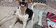 Susie joined the competition — help win amazing prizes! dog, bed, blanket, pillow, smiling, indoor, fur, pet, animal, happy, ears, snout, tail, sleeping_area, fabric, comfort, domestic, playful, resting, cute