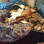 bed, blanket, brown_dog, camo_pattern, clothing, dog, furniture, indoor, jeans, person, rest, sleeping, socks, wood_floor, pillow, relaxation, pet, canine, nap, cozy