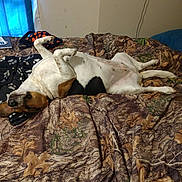 Susie joined the competition — help win amazing prizes! dog, bed, blanket, paw_prints, camo_pattern, indoor, relaxed, sleeping, canine, fur, nose, ears, tail, paws, comfort, resting, domestic_animal, pet, bedroom, blue_curtain