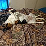 dog, bed, blanket, paw_prints, camo_pattern, indoor, relaxed, sleeping, canine, fur, nose, ears, tail, paws, comfort, resting, domestic_animal, pet, bedroom, blue_curtain