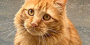 Doudou a rejoint le concours — aidez-le/la à gagner de superbes lots ! animal, cat, closeup, curious, cute, domestic_animal, ears, eyes, face, feline, fluffy, fur, indoor, looking_up, mammal, orange_cat, pet, portrait, sitting, whiskers