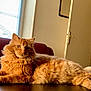 Doudou a rejoint le concours — aidez-le/la à gagner de superbes lots ! animal, blinds, cat, couch, domestic_animal, door, feline, fluffy, fur, home, indoor, light, orange_cat, pet, relaxed, resting, side_view, tabletop, whiskers, window