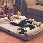 Kevin is registered to the contest to win money with this photo: dog, dog_bed, cage, blanket, couch, floor, indoor, relaxed, lying_down, upside_down, pet, animal, resting, furniture, cozy, brown, black, white, living_room, home