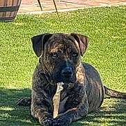 Stepahnie Fierro joined the competition — help win amazing prizes! dog, brindle, bone, grass, outdoor, backyard, potted_plant, sunlight, canine, pet, animal, chewing, relaxed, nature, daytime, shadow, fur, ears, snout, tail