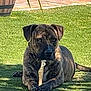 dog, brindle, bone, grass, outdoor, backyard, potted_plant, sunlight, canine, pet, animal, chewing, relaxed, nature, daytime, shadow, fur, ears, snout, tail