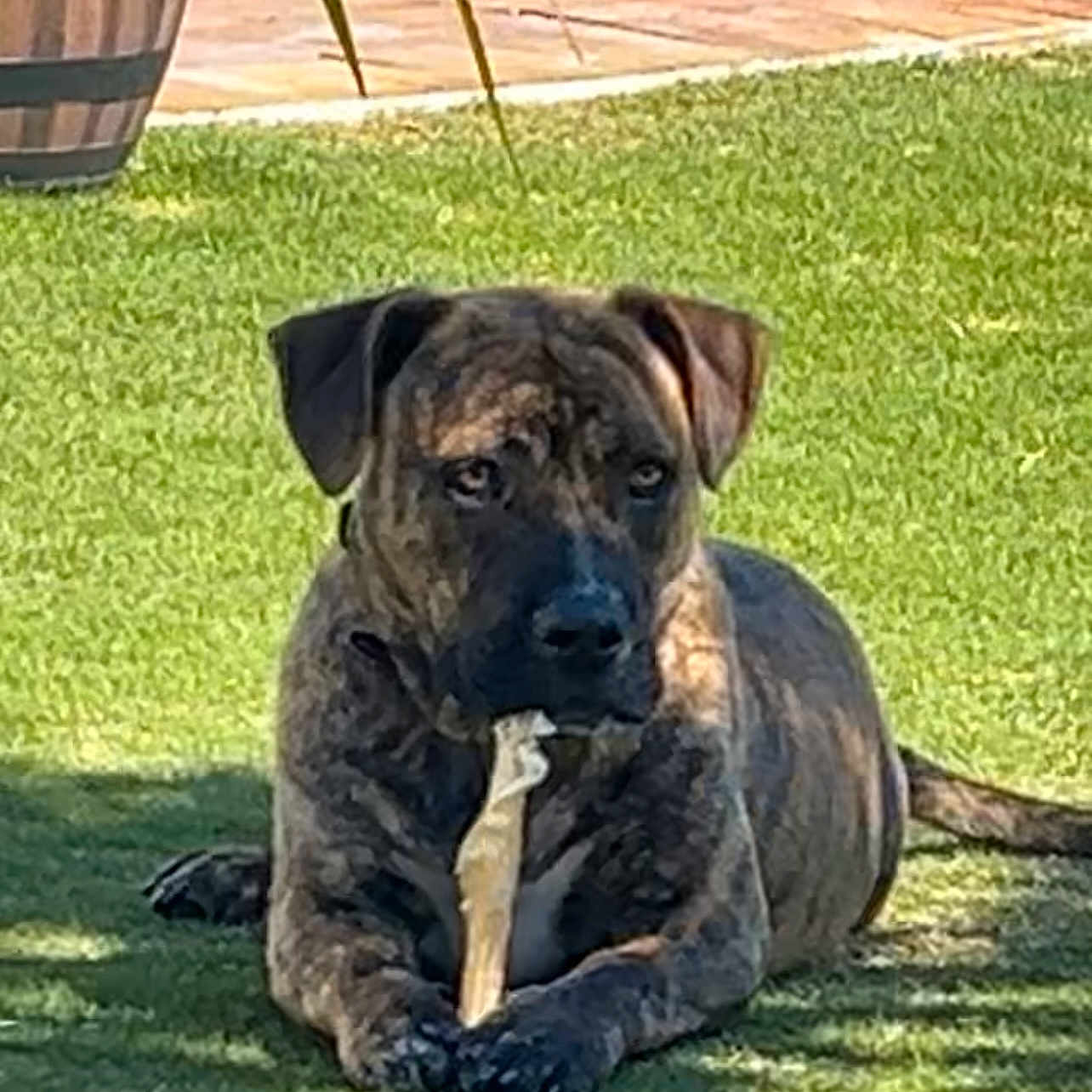 Stepahnie Fierro joined the competition — help win amazing prizes! animal, backyard, bone, brindle, canine, chewing, daytime, dog, ears, fur, grass, nature, outdoor, pet, potted_plant, relaxed, shadow, snout, sunlight, tail