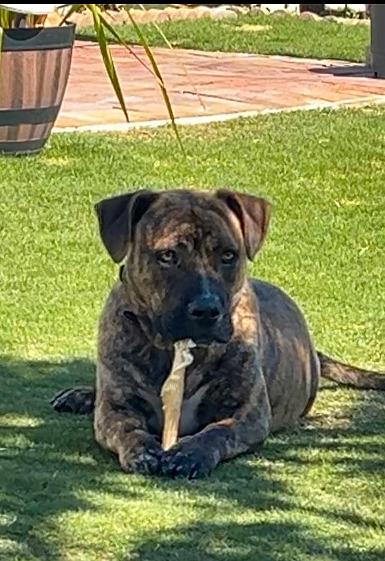 Stepahnie Fierro joined the competition — help win amazing prizes! dog, brindle, bone, grass, outdoor, backyard, potted_plant, sunlight, canine, pet, animal, chewing, relaxed, nature, daytime, shadow, fur, ears, snout, tail