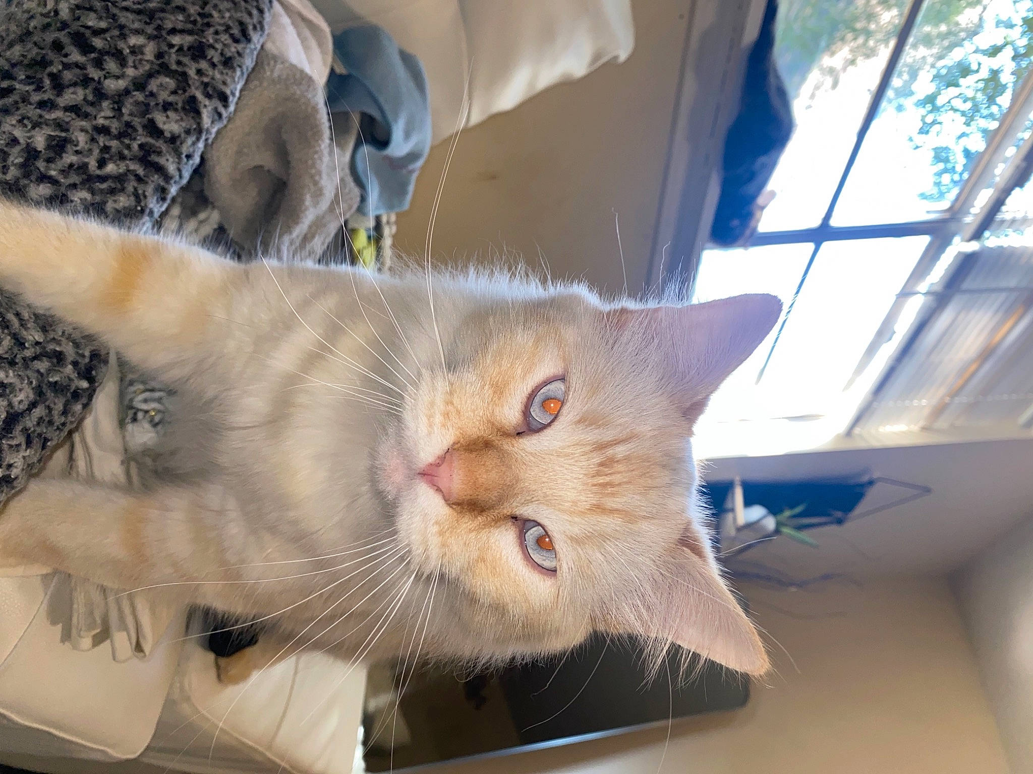 Felix is registered to the contest to win money with this photo: animal_shelter, carnivore, cat, claw, comfort, domestic_short_haired_cat, fawn, felidae, fur, paw, small_to_medium_sized_cats, snout, tail, whiskers, window