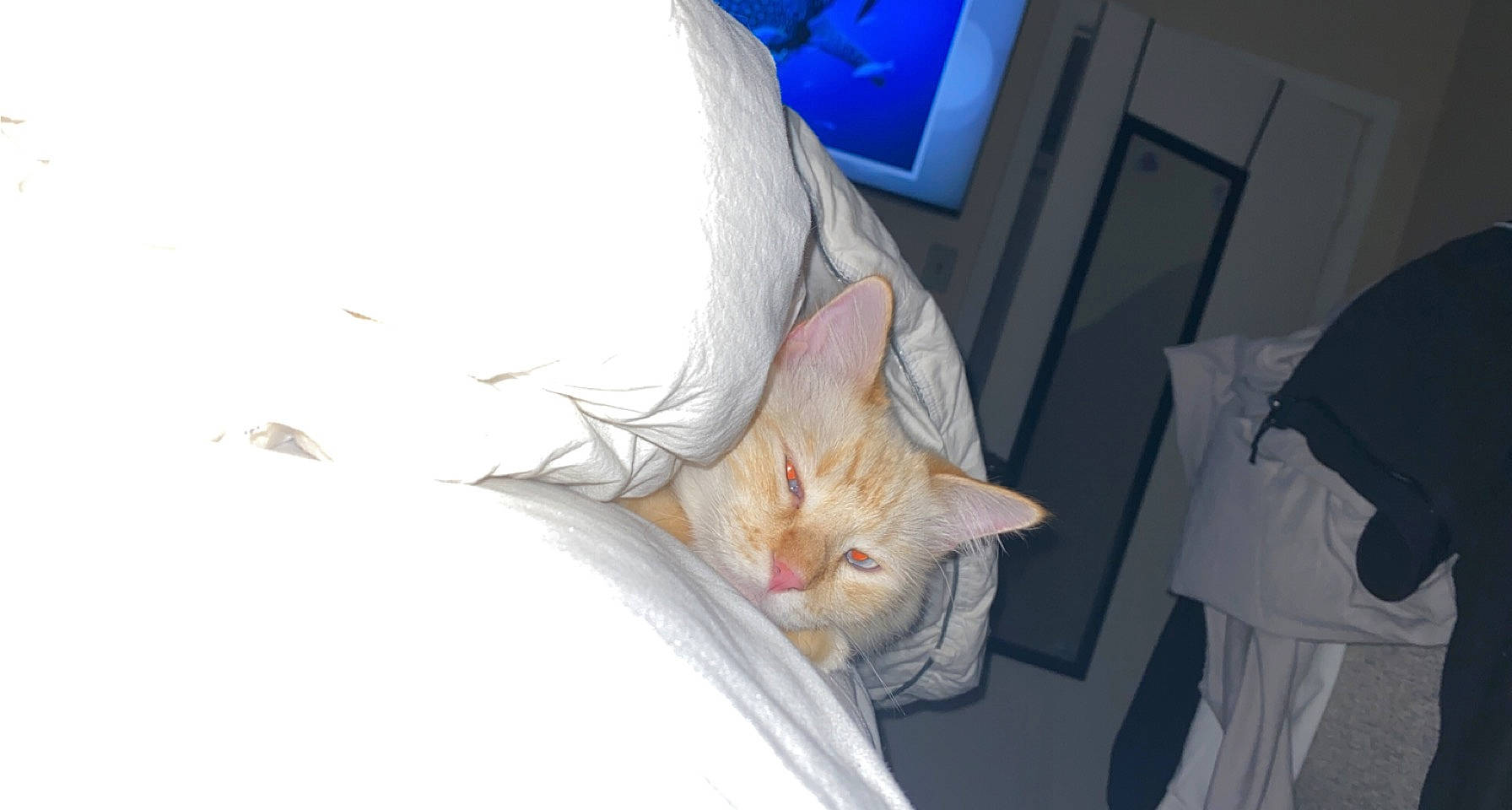 Felix joined the competition — help win amazing prizes! bed, bed_sheet, bedding, blanket, carnivore, cat, comfort, domestic_short_haired_cat, duvet, fawn, felidae, fur, human_leg, linens, nap, pillow, room, small_to_medium_sized_cats, tail, whiskers