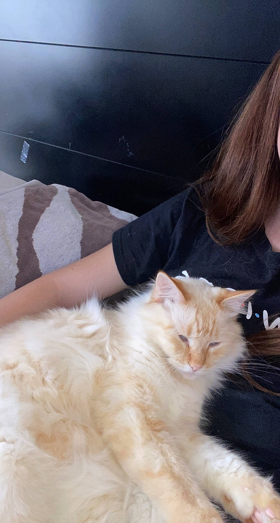 Felix is registered to the contest to win money with this photo: canidae, carnivore, cat, claw, comfort, companion_dog, domestic_short_haired_cat, fashion_accessory, fawn, felidae, fur, gesture, paw, sitting, small_to_medium_sized_cats, tail, textile, whiskers, winter