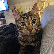 Haruki participe au concours pour gagner de l'argent avec cette photo : animal, architecture, blade, building, cat, computer, computerhardware, couch, electronics, furniture, hardware, indoors, livingroom, monitor, pet, razor, room, screen, tv, weapon