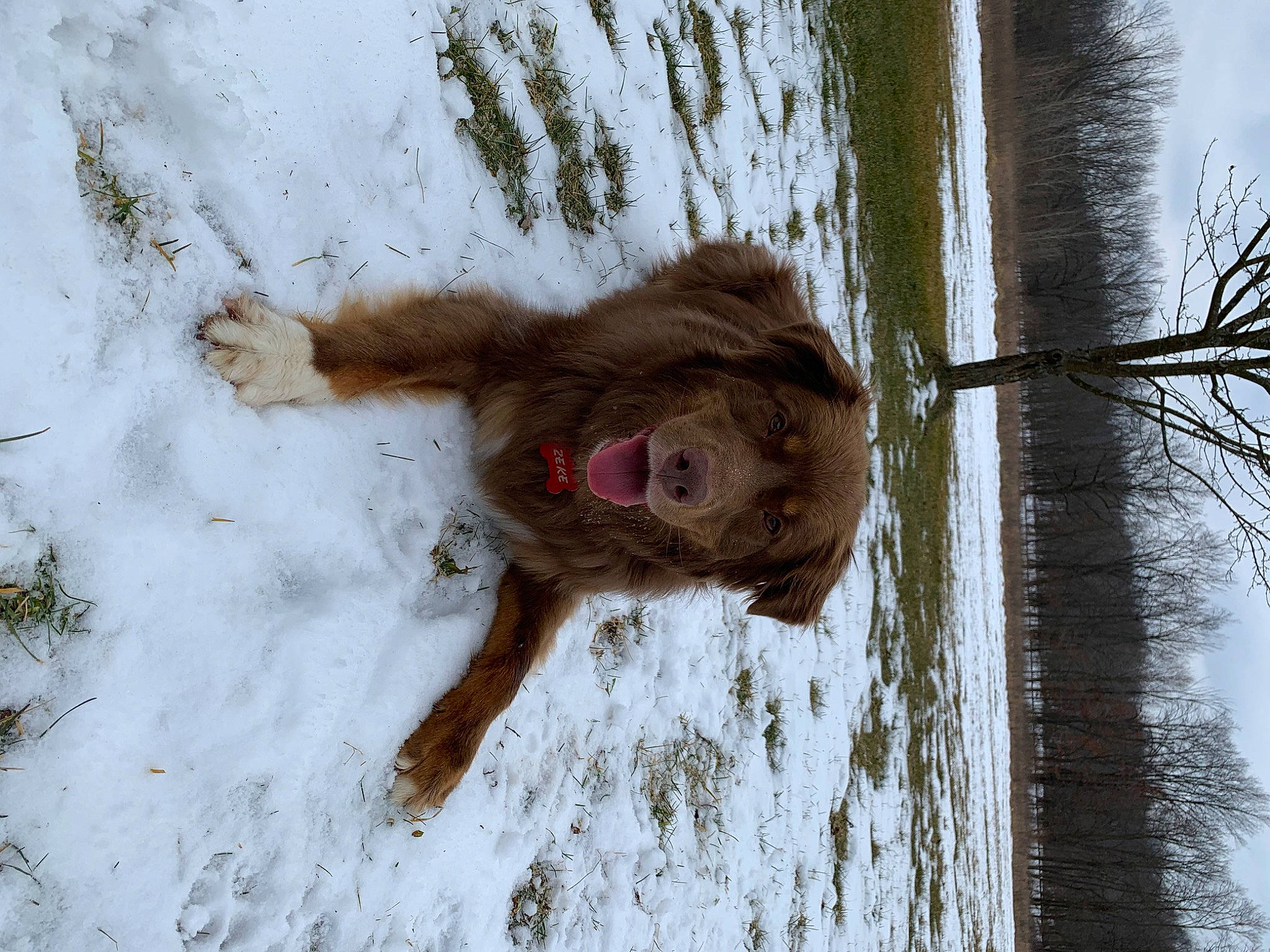 Zeke is registered to the contest to win money with this photo: dog_breed, freezing, frost, fur, plant, reflection, sky, snout, snow, tail, tree, trunk, twig, water, wildlife, winter, wood