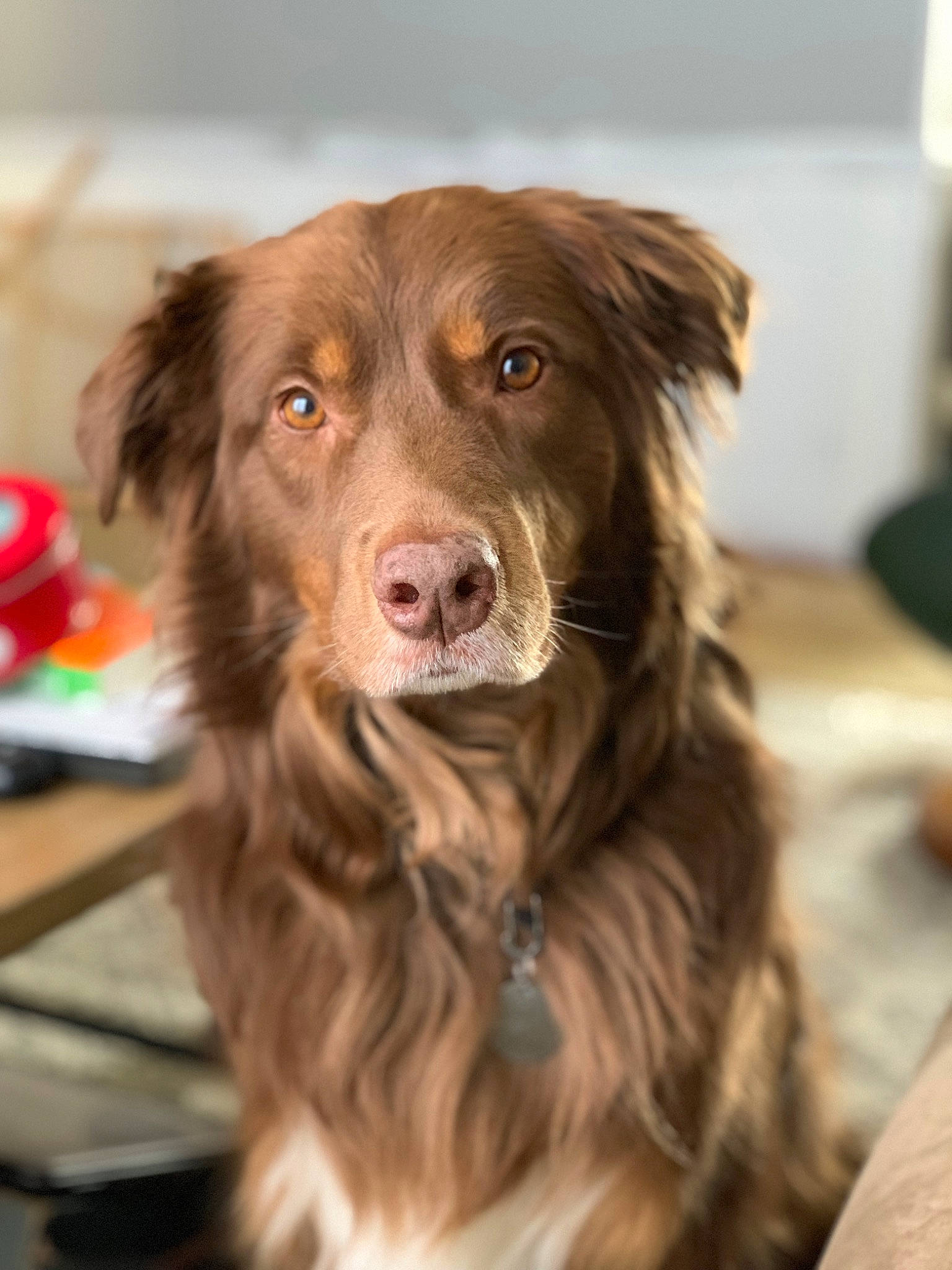 Zeke is registered to the contest to win money with this photo: canidae, carnivore, collar, companion_dog, dog, dog_breed, dog_collar, fur, gun_dog, liver, snout, sporting_group, terrestrial_animal, whiskers, working_animal, working_dog