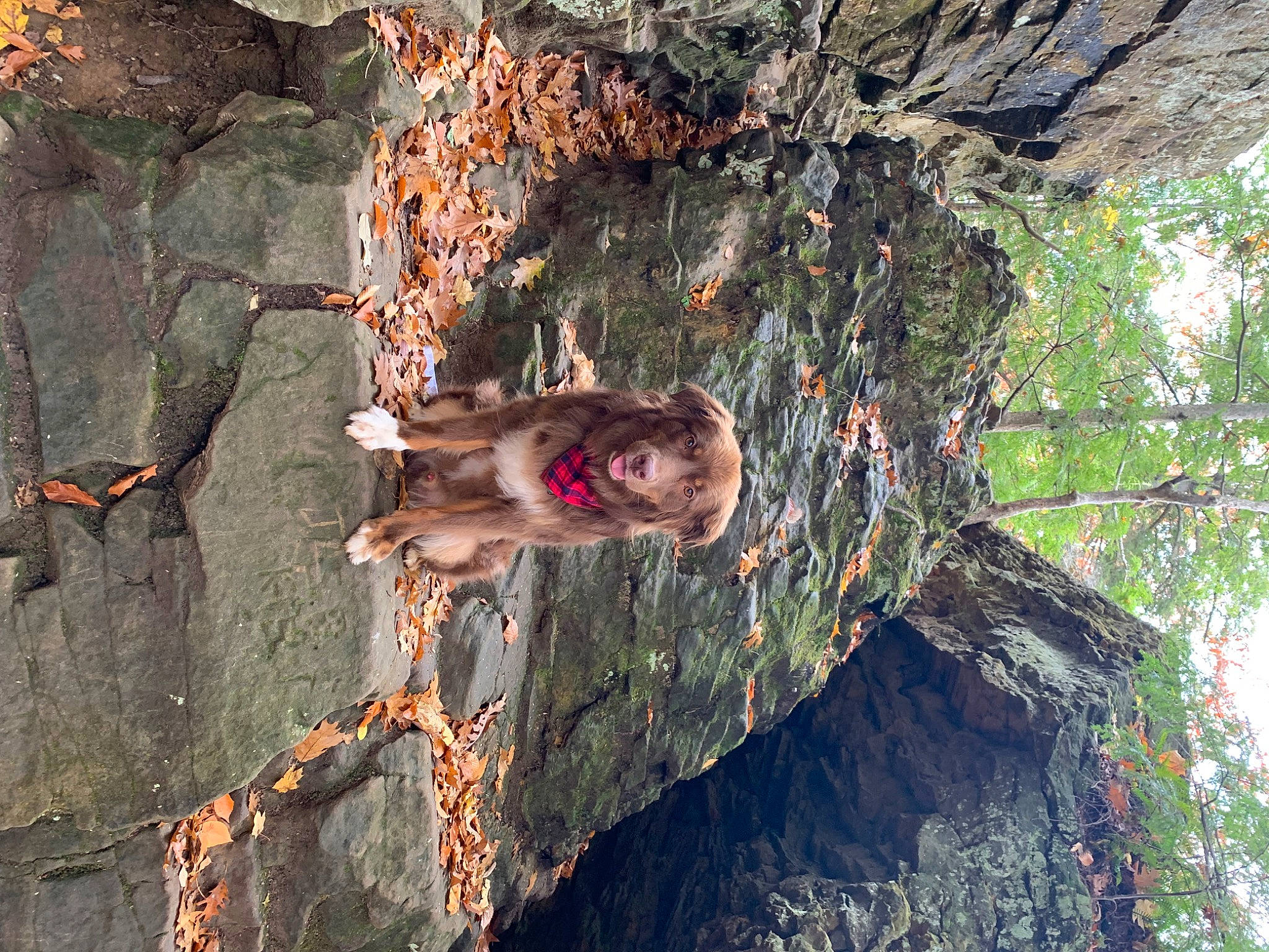 Zeke joined the competition — help win amazing prizes! adventure, bedrock, branch, climbing, forest, formation, leisure, organism, outcrop, people_in_nature, plant, recreation, rock, rock_climbing_equipment, sport_climbing, tree, trunk, wilderness, wood, woody_plant