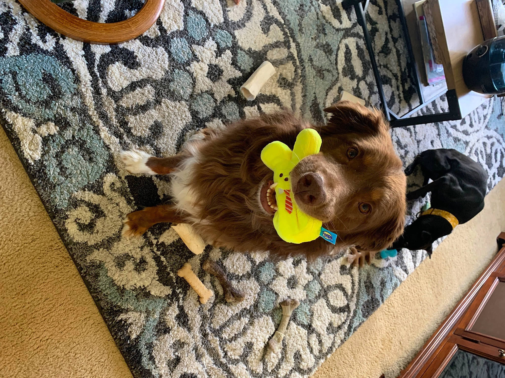 Zeke is registered to the contest to win money with this photo: brown, canidae, carnivore, companion_dog, dog_breed, felidae, flooring, fur, pattern, plush, room, small_to_medium_sized_cats, snout, sporting_group, stuffed_toy, tail, toy, whiskers, wood, working_animal