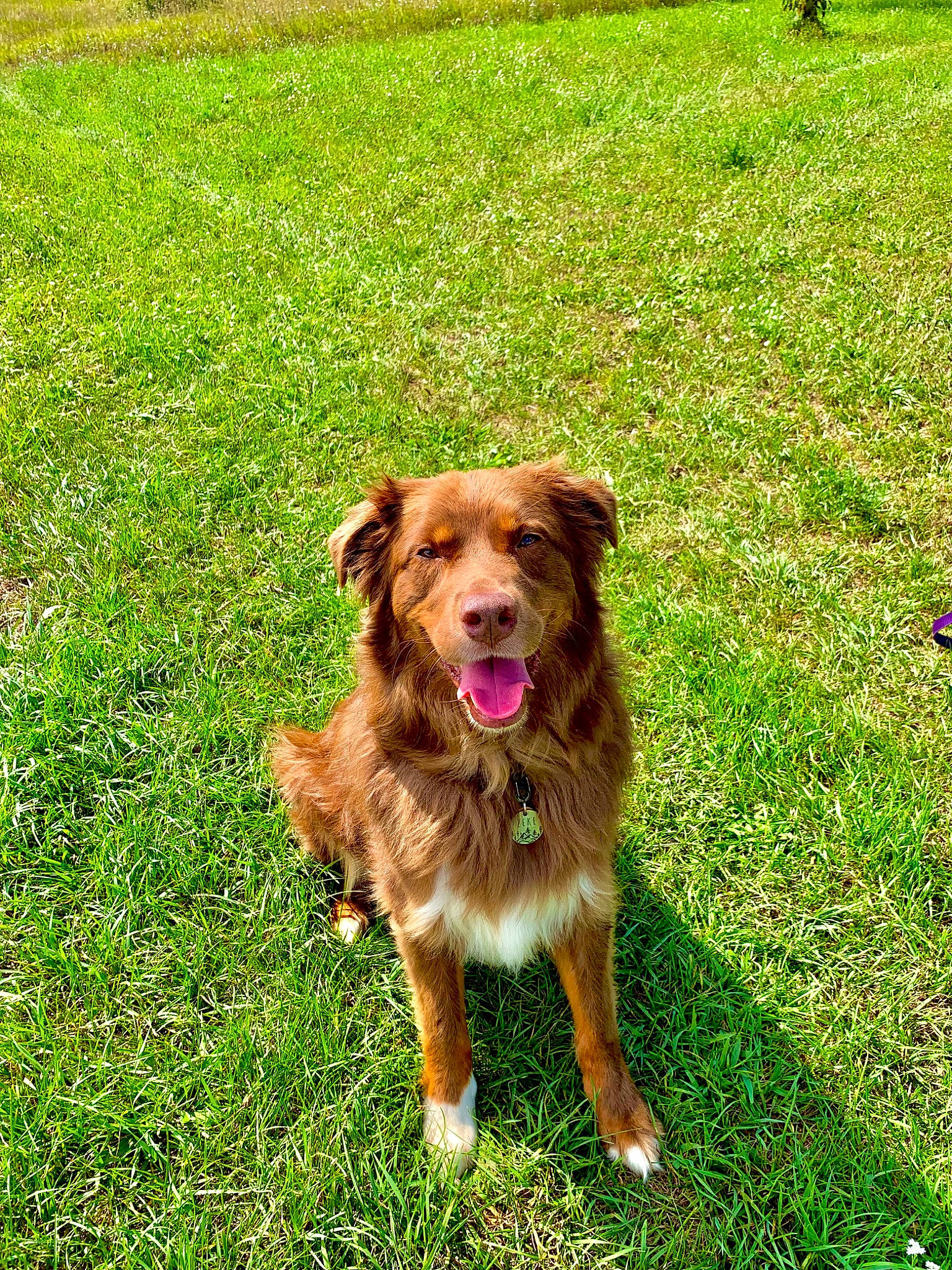 Zeke joined the competition — help win amazing prizes! canidae, carnivore, companion_dog, dog, dog_breed, fawn, grass, grassland, groundcover, gun_dog, herbaceous_plant, lawn, liver, plant, sporting_group, tail, working_dog