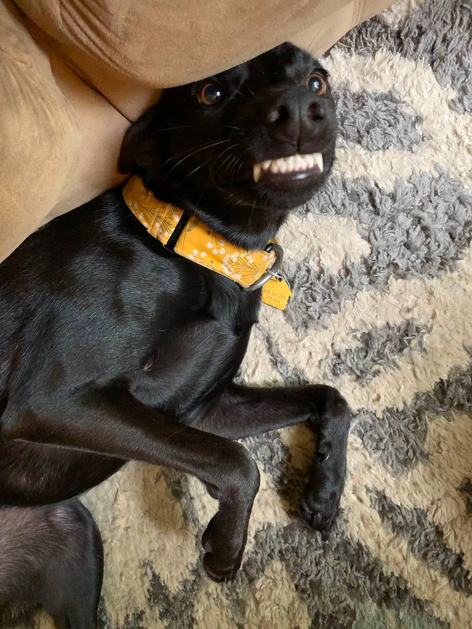 Nelly joined the competition — help win amazing prizes! borador, carnivore, collar, companion_dog, dog, dog_breed, dog_collar, fur, guard_dog, gun_dog, hunting_dog, leash, liver, paw, puppy, retriever, sporting_group, terrestrial_animal, tie, working_animal