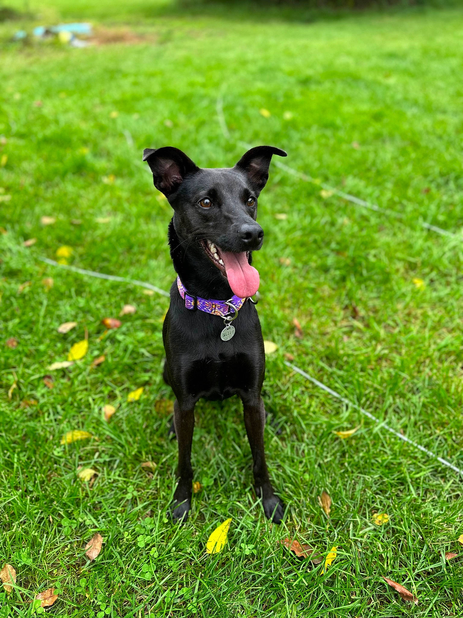 Nelly joined the competition — help win amazing prizes! canidae, carnivore, collar, companion_dog, dog, dog_breed, dog_supply, fawn, grass, grassland, groundcover, guard_dog, lawn, pasture, plant, snout, sporting_group, tail, working_animal, working_dog