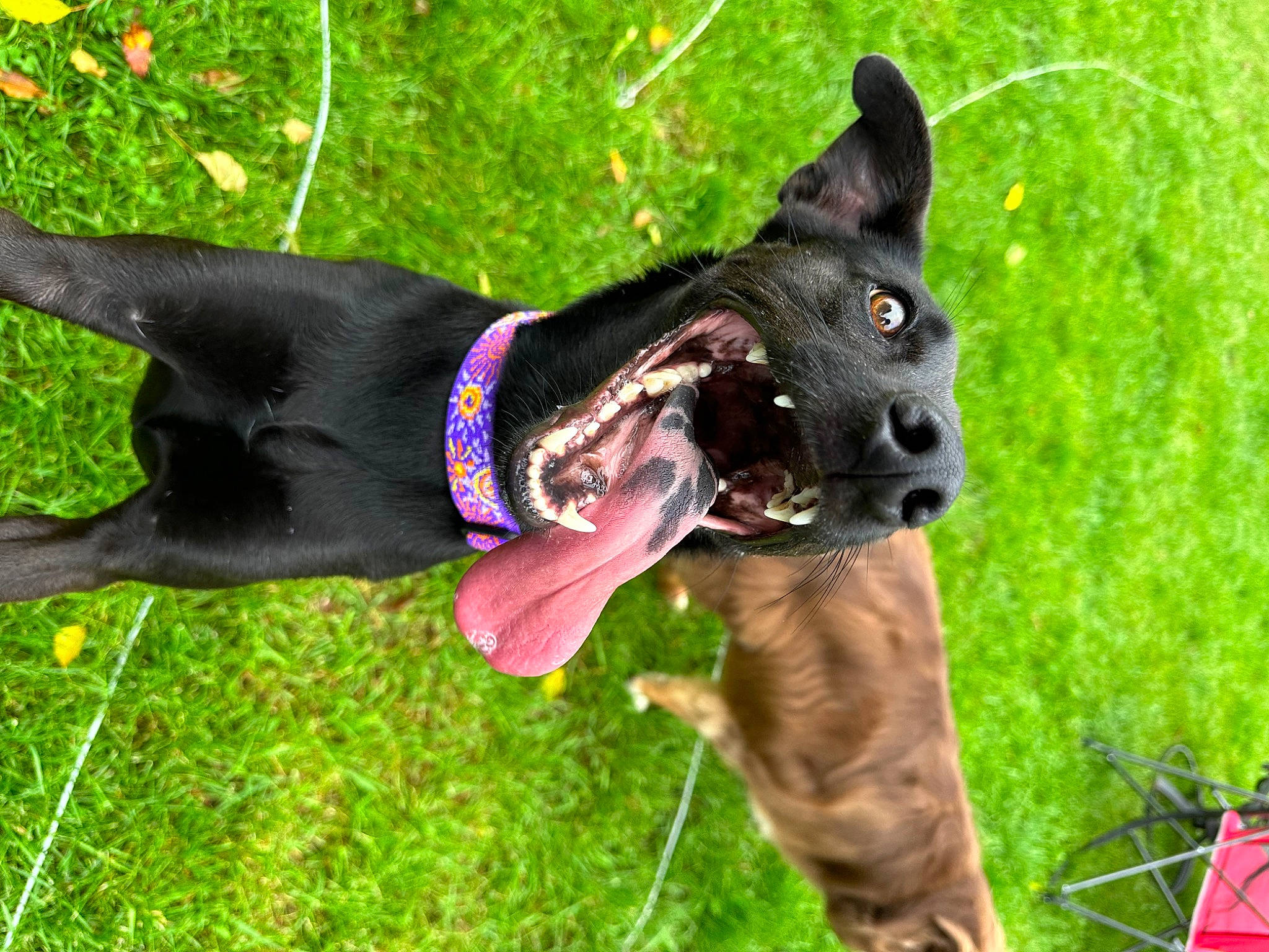 Nelly joined the competition — help win amazing prizes! canidae, carnivore, collar, companion_dog, dog, dog_breed, dog_collar, dog_sports, dog_supply, fashion_accessory, fawn, grass, guard_dog, leash, pet_supply, plant, snout, sporting_group, tail, working_animal