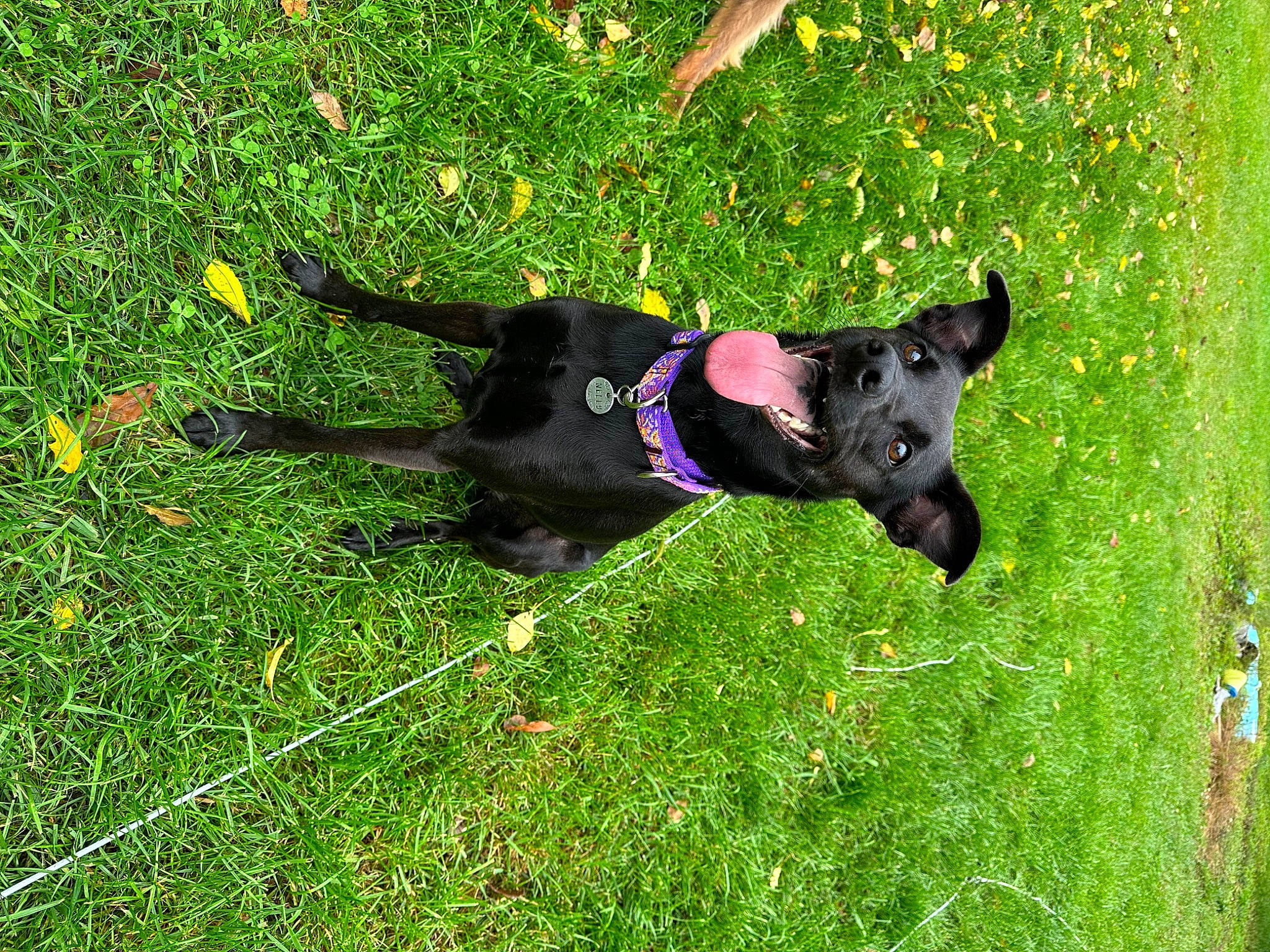 Nelly is registered to the contest to win money with this photo: canidae, carnivore, collar, companion_dog, dog, dog_breed, dog_supply, grass, grassland, groundcover, guard_dog, herbaceous_plant, hunting_dog, non_sporting_group, pasture, plant, sporting_group, tail, working_animal, working_dog